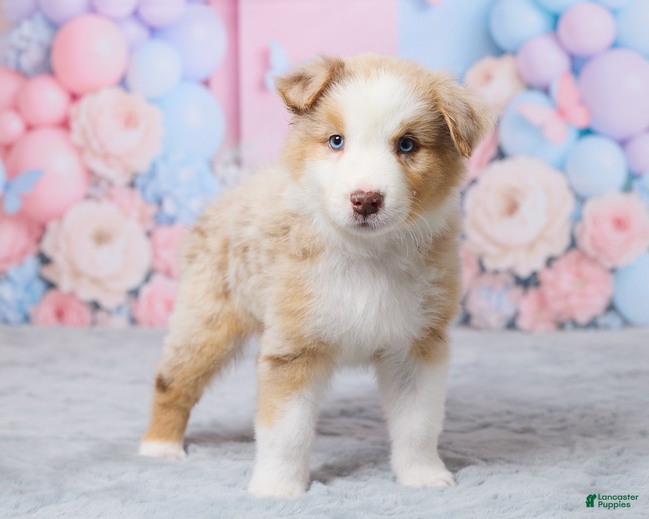 Australian Shepherd dogs Cooper - Ad 2