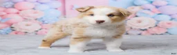 Australian Shepherd dogs for sale: Cooper - Ad 2