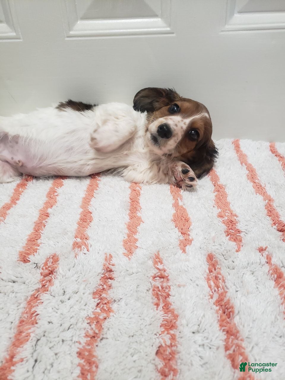 Miniature Dachshund dogs Rylan - Ad 1