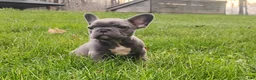 French Bulldog dogs for sale: Lexi - Ad 3