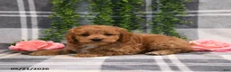 Cockapoo dogs for sale: Ike - Ad 3