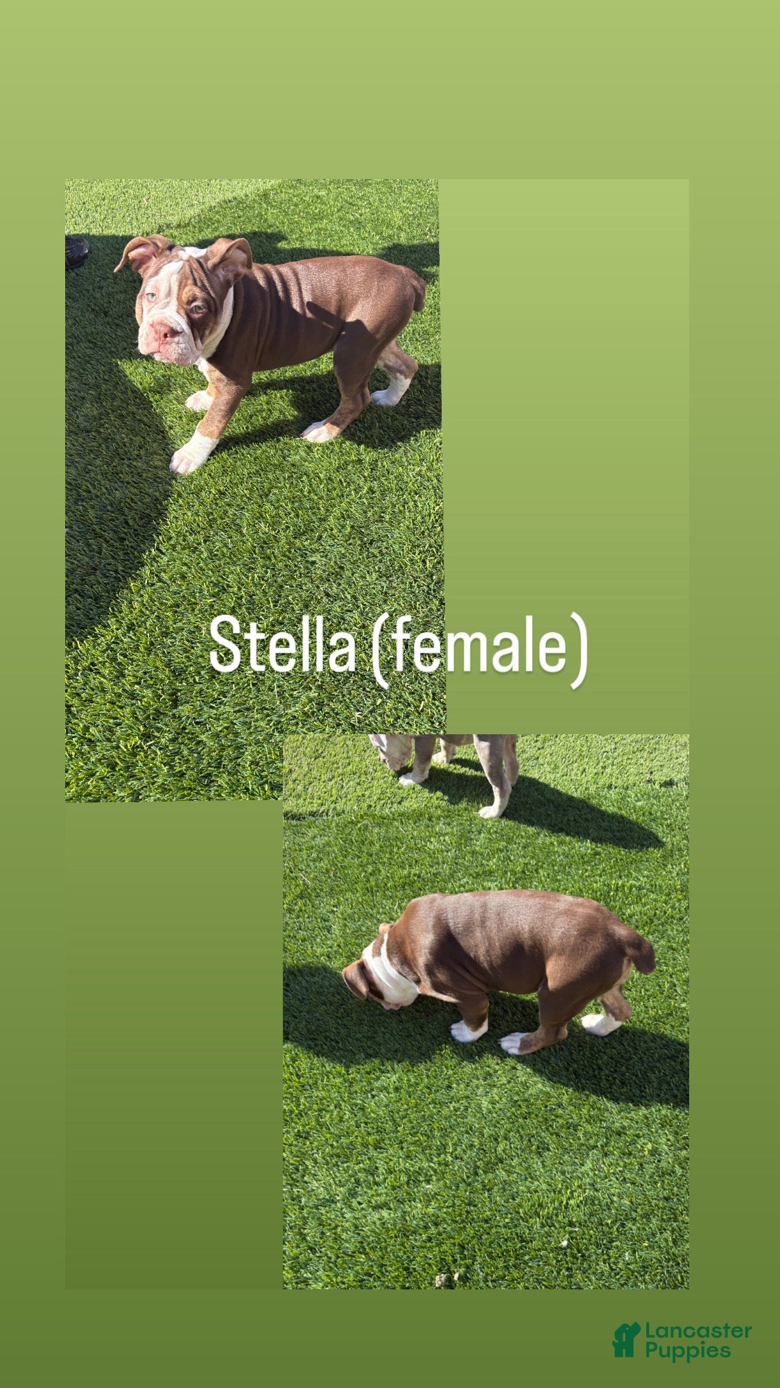 Olde English Bulldogge dogs Olde English Bulldogge Puppy 4 - Ad 2