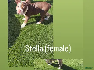 Olde English Bulldogge dogs Olde English Bulldogge Puppy 4 - Ad 2