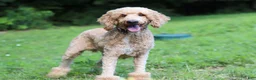 Standard Poodle dogs for sale: Gus AKC - Ad 6