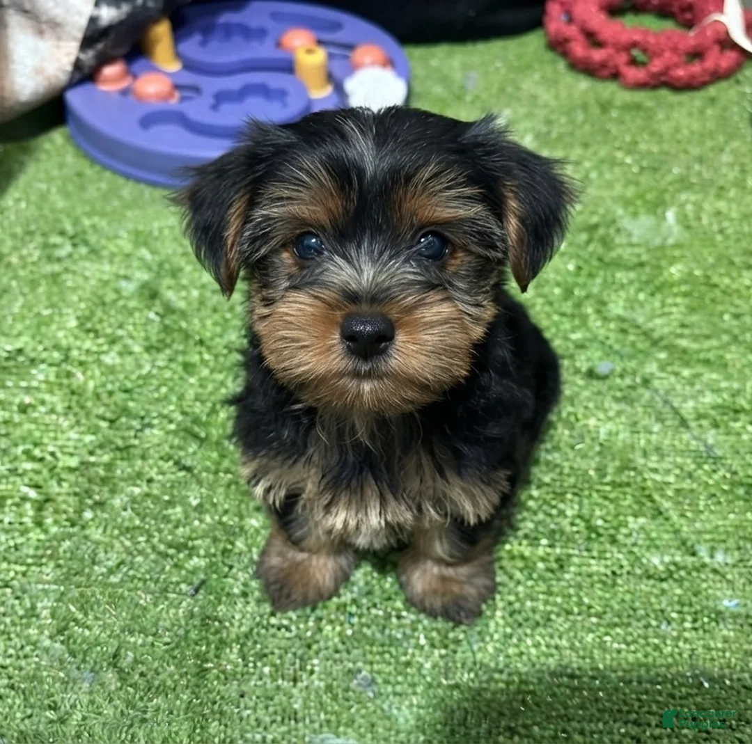 Yorkshire Terrier dogs for sale: Alan - Ad 1