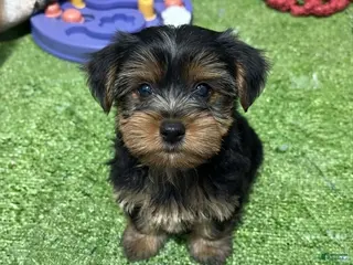 Yorkshire Terrier dogs Alan - Ad 7