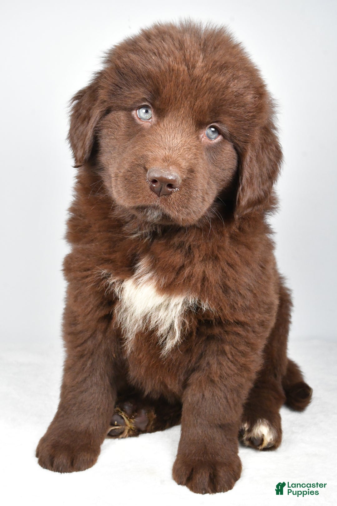 Newfoundland dogs for sale: Harper - Ad 8