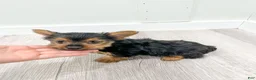Yorkshire Terrier dogs for sale: Jackie - Ad 8