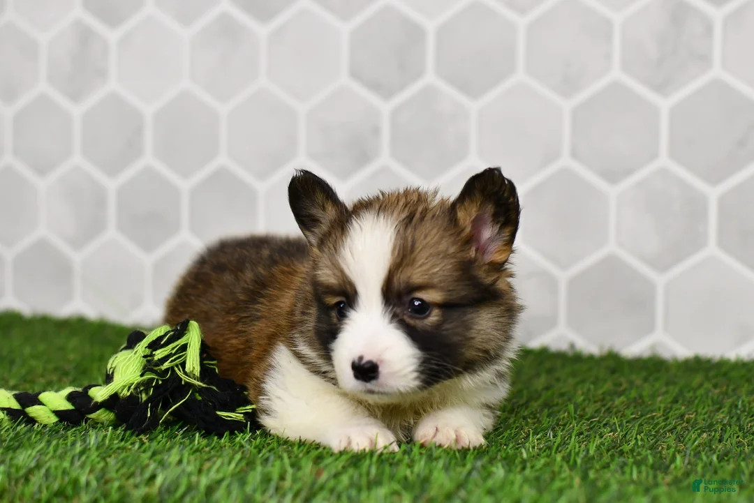 Welsh Corgi Pembroke dogs for sale: Atlas - Ad 2