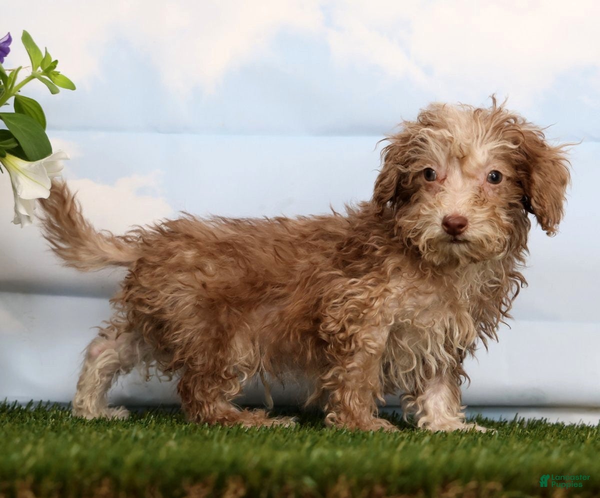 Cavapoo dogs Duke - Ad 1