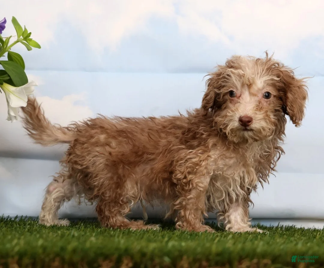 Cavapoo dogs for sale: Duke - Ad 1