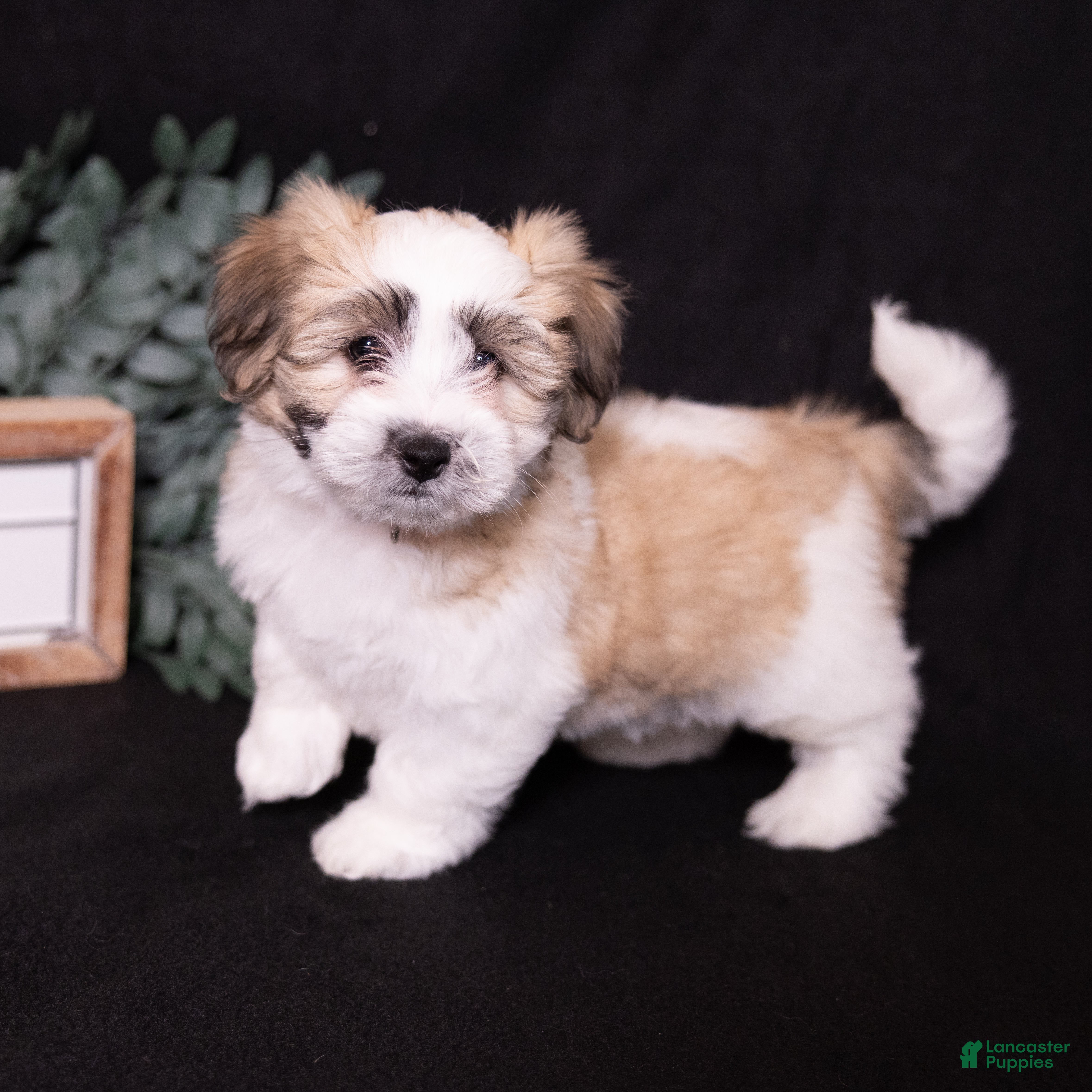 Coton De Tulear dogs Petunia - Ad 1