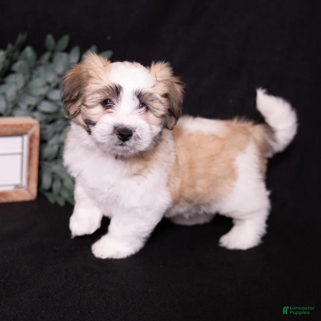 Coton De Tulear dogs for sale: Petunia - Ad 1