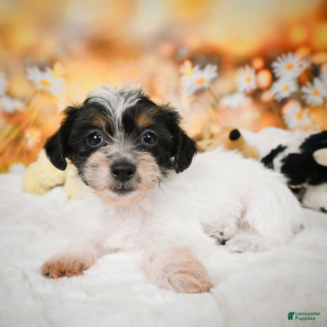 Yorkiepoo dogs for sale: Oakley - Ad 11