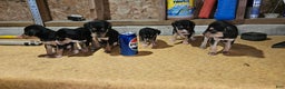 Mixed Breed dogs for sale: Bella  - Ad 13