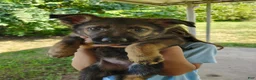 German Shepherd dogs for sale: Riot - Ad 3