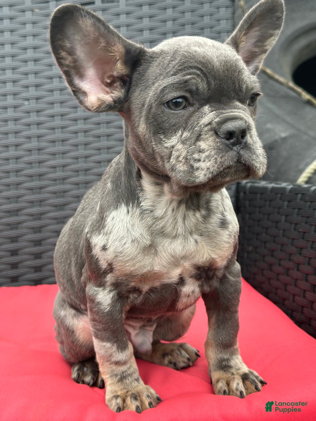 French Bulldog dogs for sale: Leo - Ad 3
