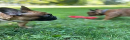 French Bulldog dogs for sale: Luna - Ad 8