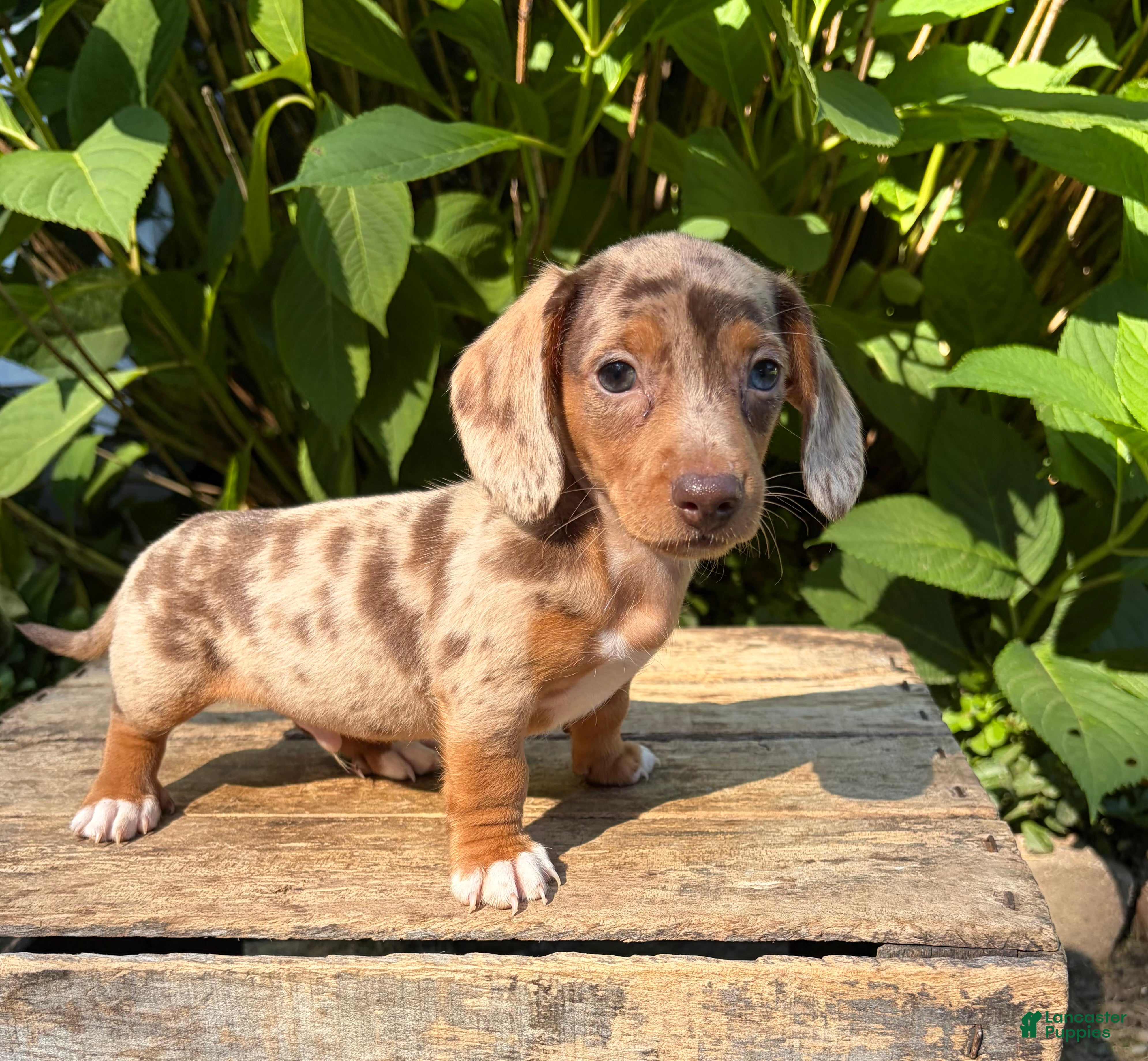 Dachshund dogs Finn - Ad 1