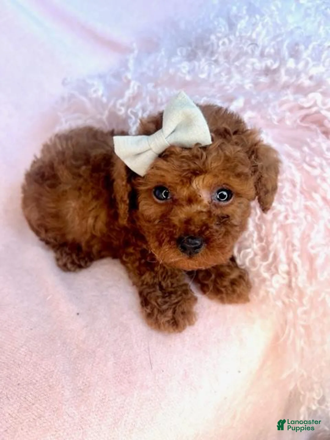 Toy Poodle dogs for sale: Toy Poodle Puppy 2 - Ad 2