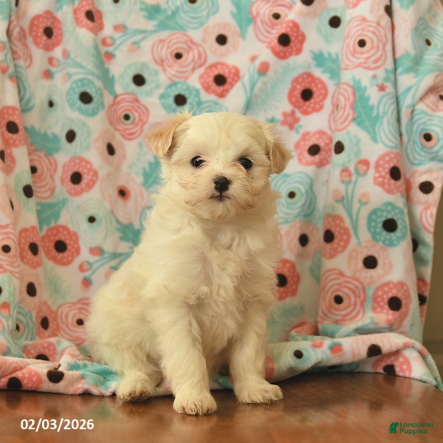 Maltipoo dogs Lulu  - Ad 9