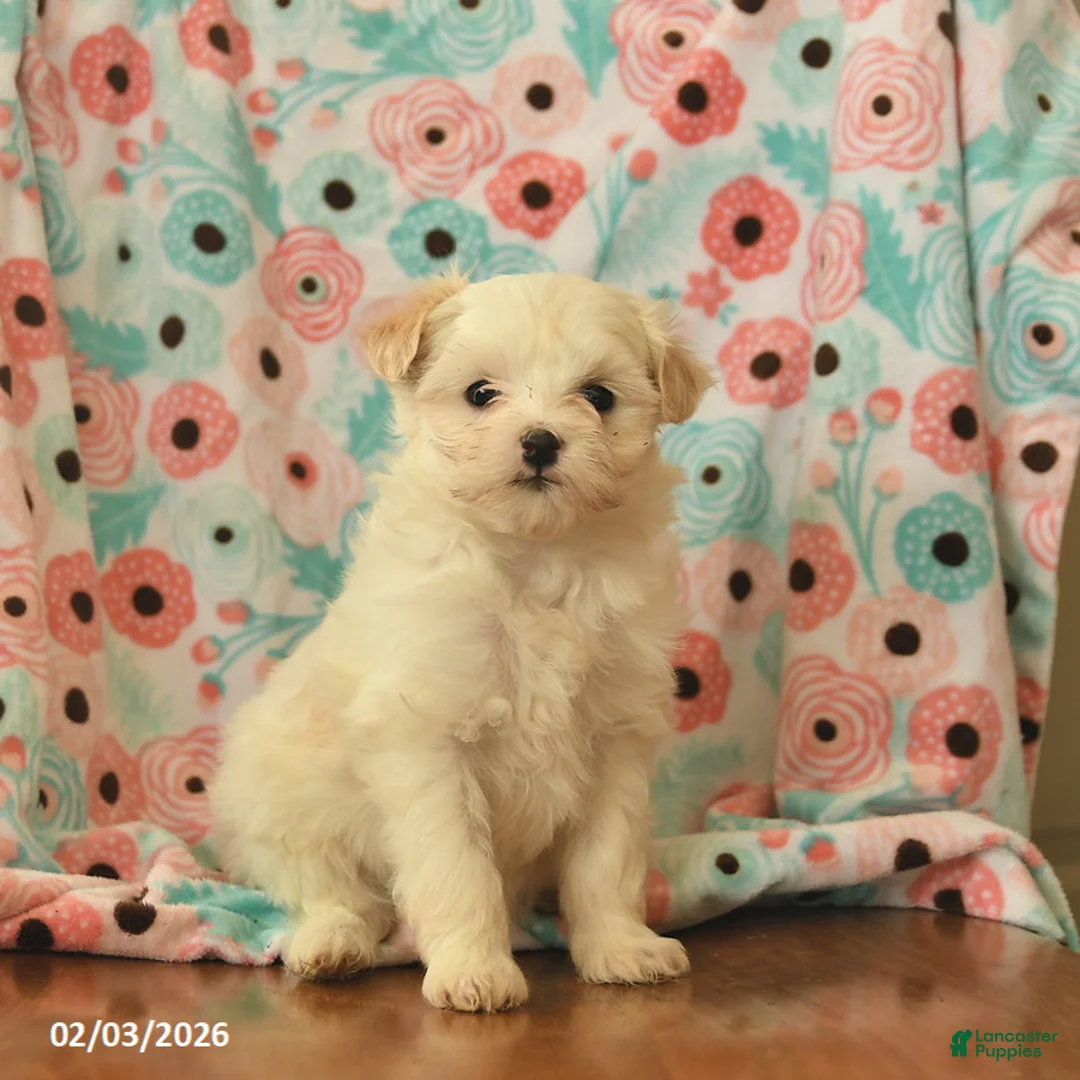 Maltipoo dogs for sale: Lulu  - Ad 1