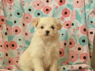 Maltipoo dogs Lulu - Ad 9