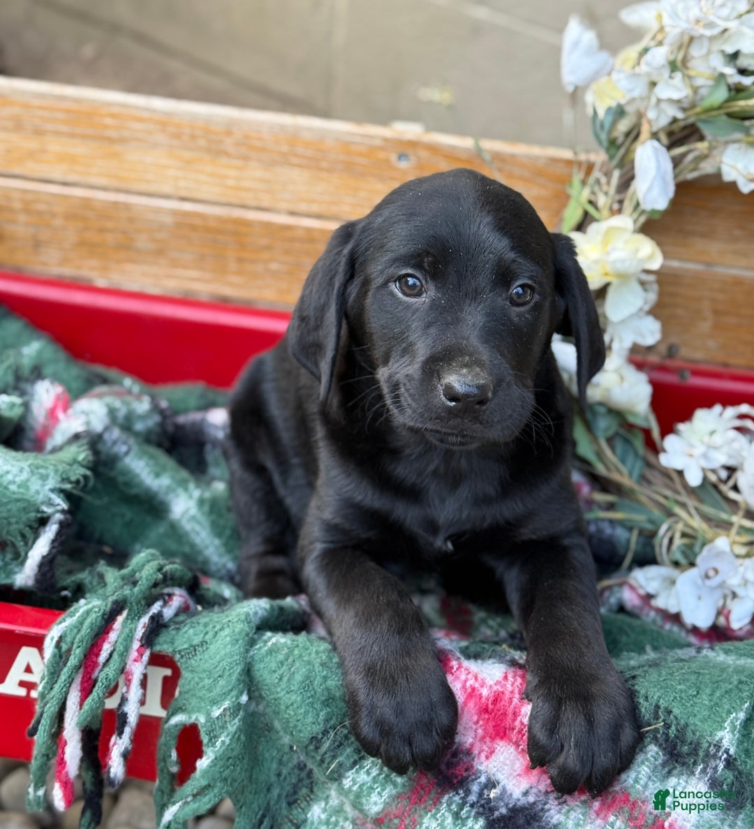 Mixed Breed dogs for sale: Rocky - Ad 6