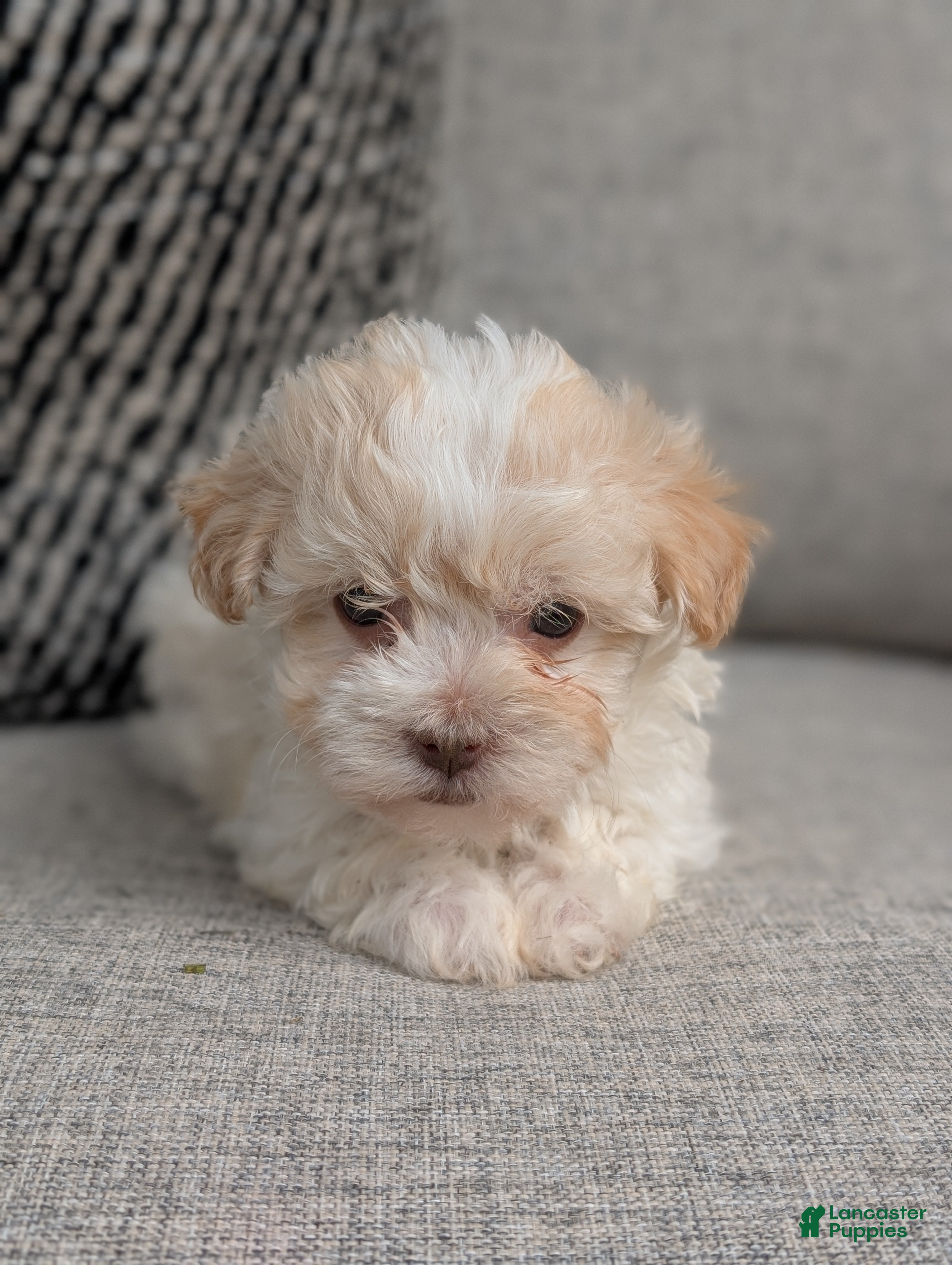 Havanese dogs Pico - Ad 1