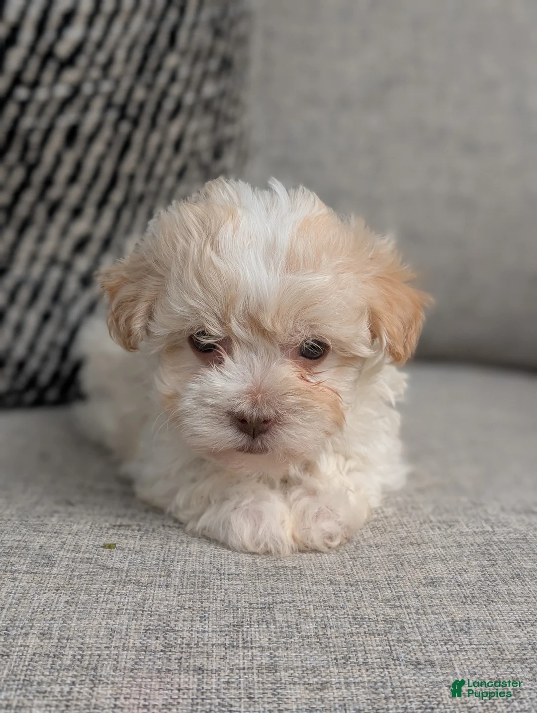 Havanese dogs for sale: Pico - Ad 1
