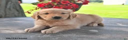 Golden Retriever dogs for sale: Tommy - Ad 3