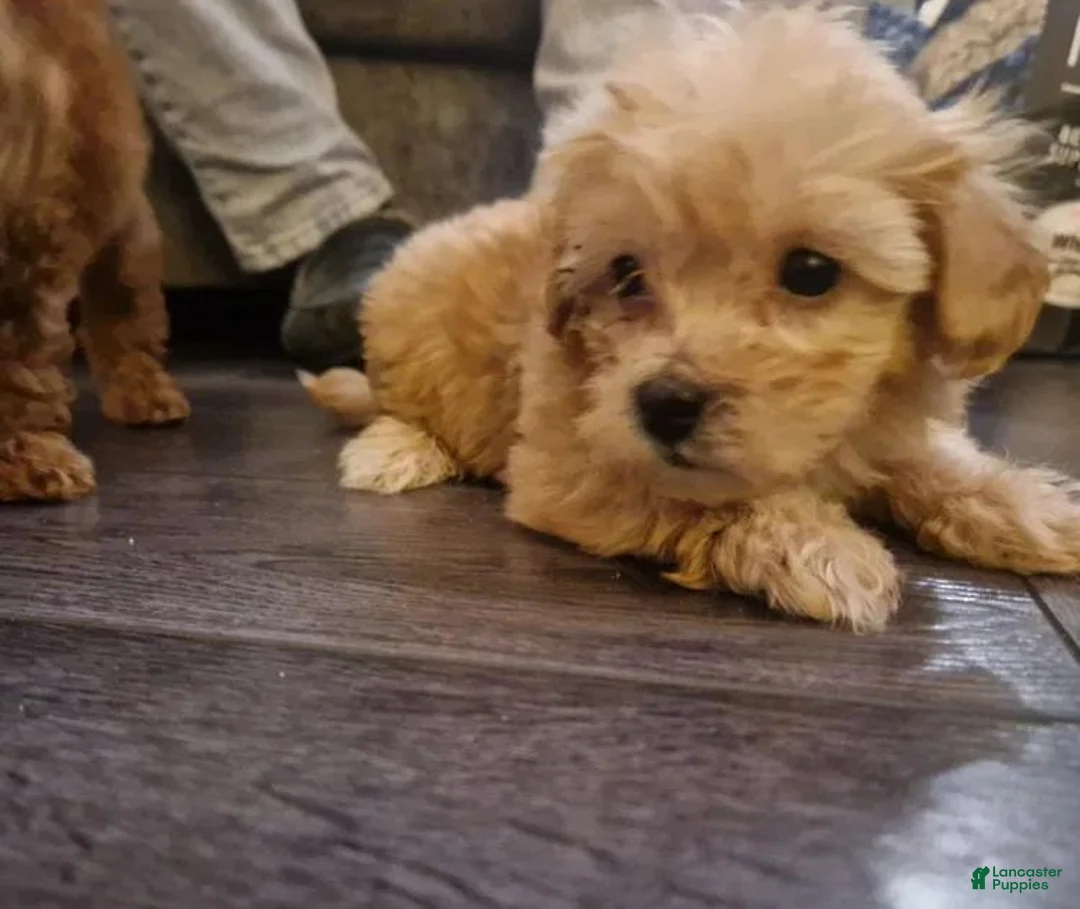 Maltipoo dogs for sale: Stacy - Ad 7