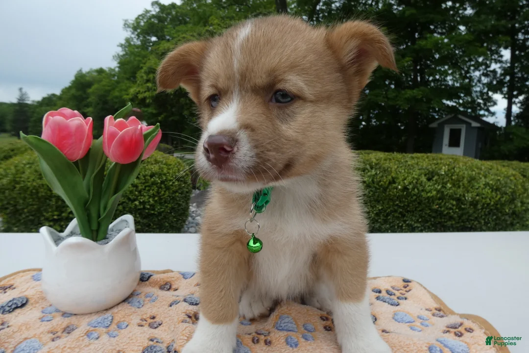 Welsh Corgi Pembroke dogs for sale: Puppy 7 Pal - Ad 2