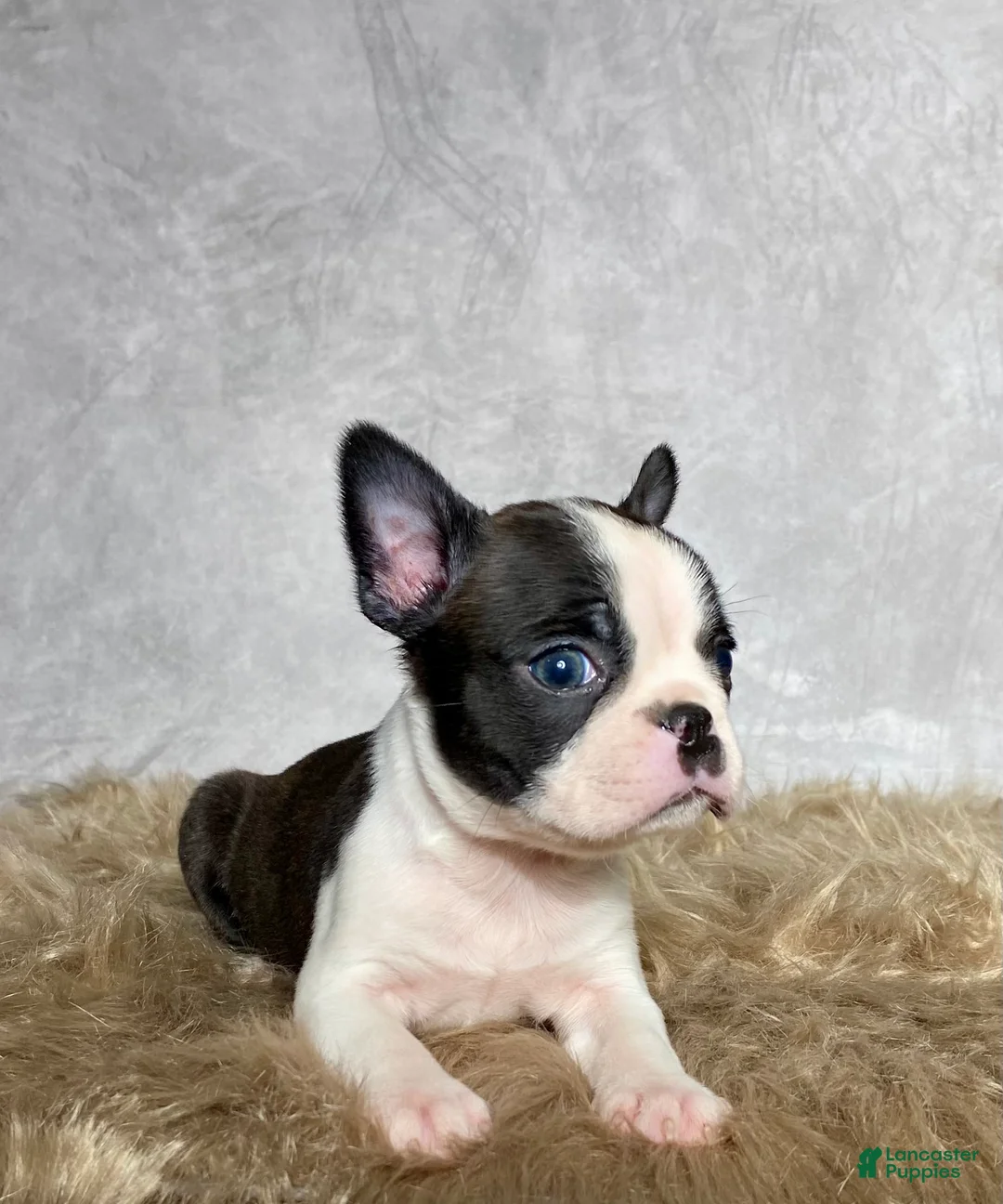Boston Terrier dogs for sale: Milo  - Ad 2