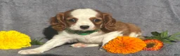 Cavalier King Charles Spaniel dogs for sale: Baxter - Ad 3