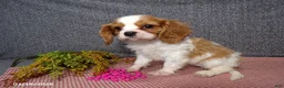 Cavalier King Charles Spaniel dogs for sale: Cassie   - Ad 1