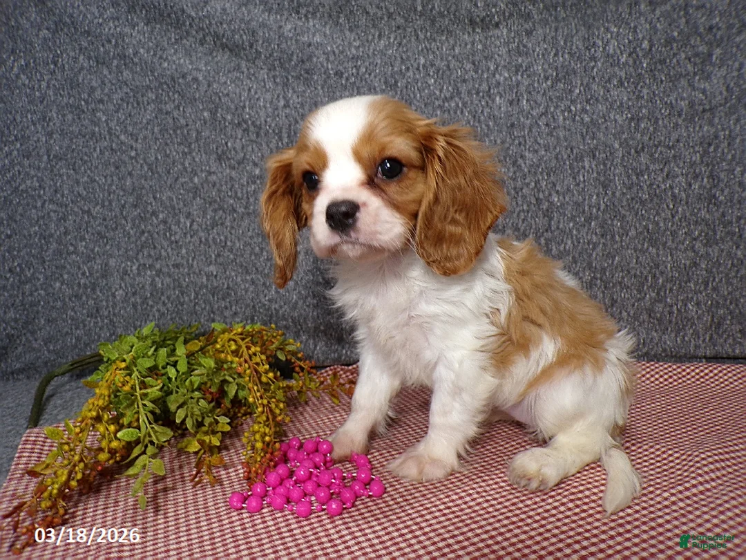 Cavalier King Charles Spaniel dogs for sale: Cassie   - Ad 1