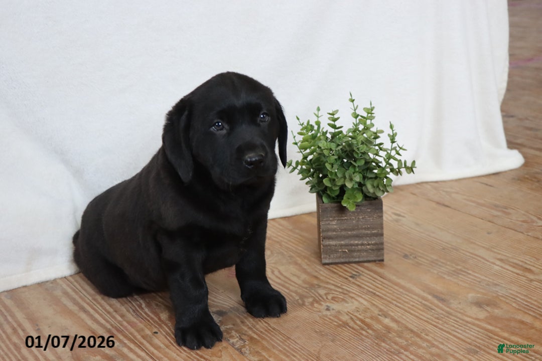 Labrador Retriever dogs for sale: Frank - Ad 5
