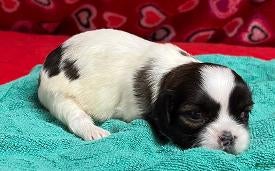 Shih Tzu dogs Habika - Ad 12