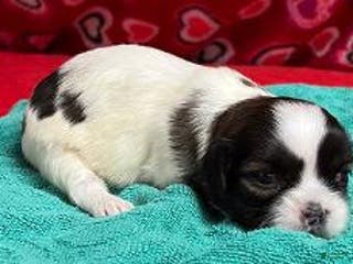 Shih Tzu dogs Habika - Ad 13