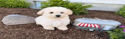 Bichpoo dogs for sale: Muddy - Ad 2