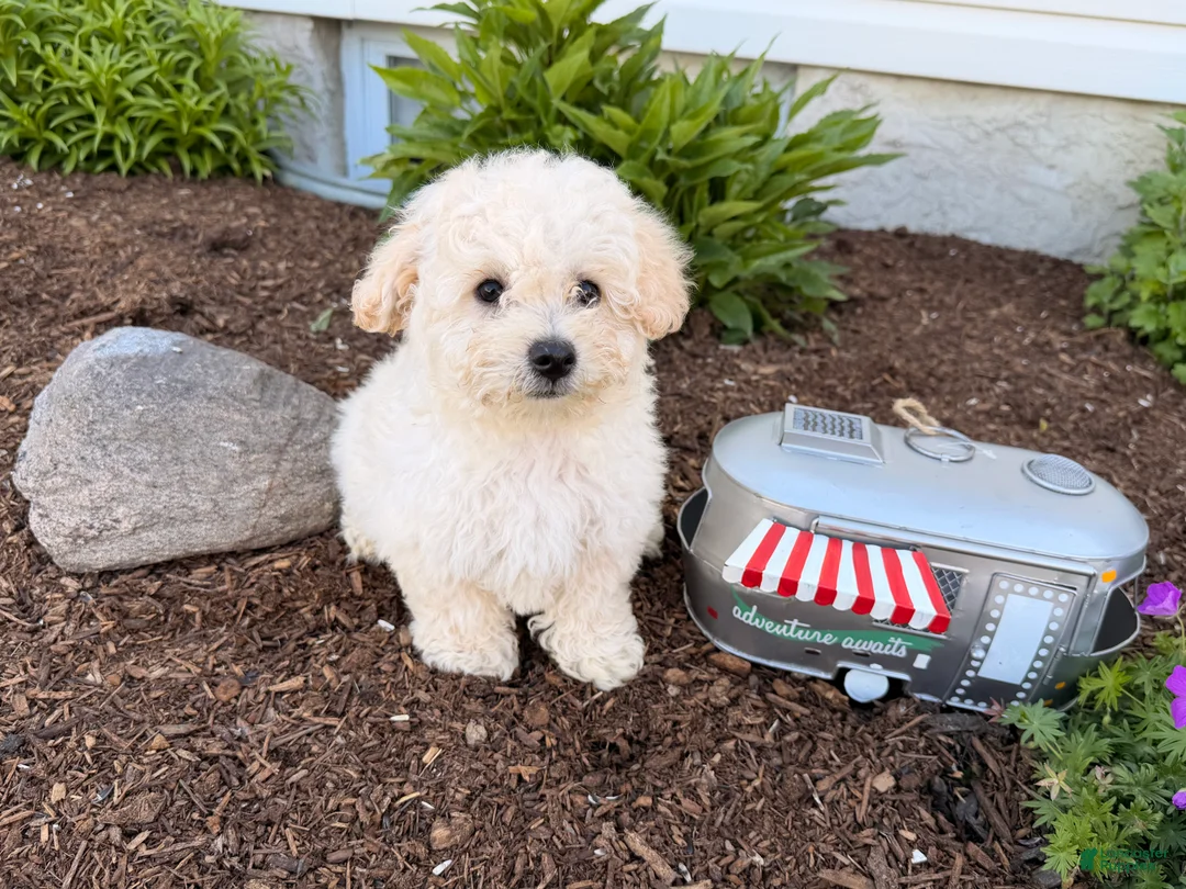 Bichpoo dogs for sale: Muddy - Ad 2