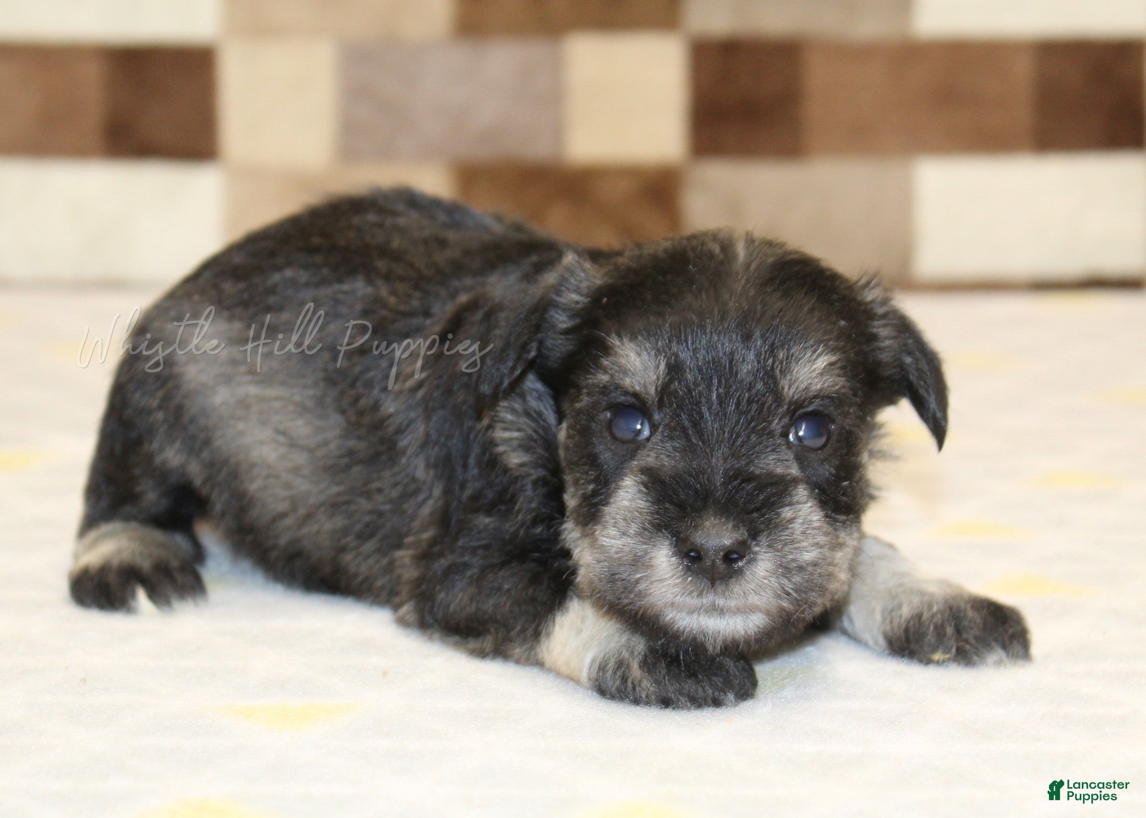 Miniature Schnauzer dogs Miniature Schnauzer Puppy 3 - Ad 1