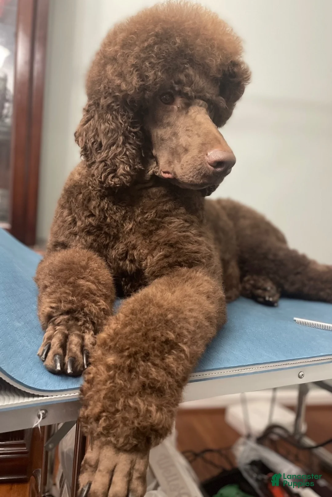Standard Poodle dogs for stud: AKC Remy  - Ad 3