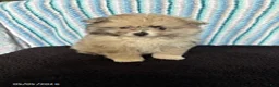 Pomeranian dogs for sale: Patches - Ad 3