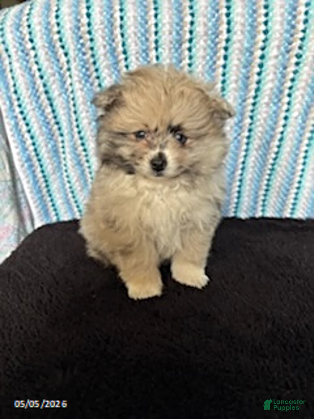 Pomeranian dogs for sale: Patches - Ad 3