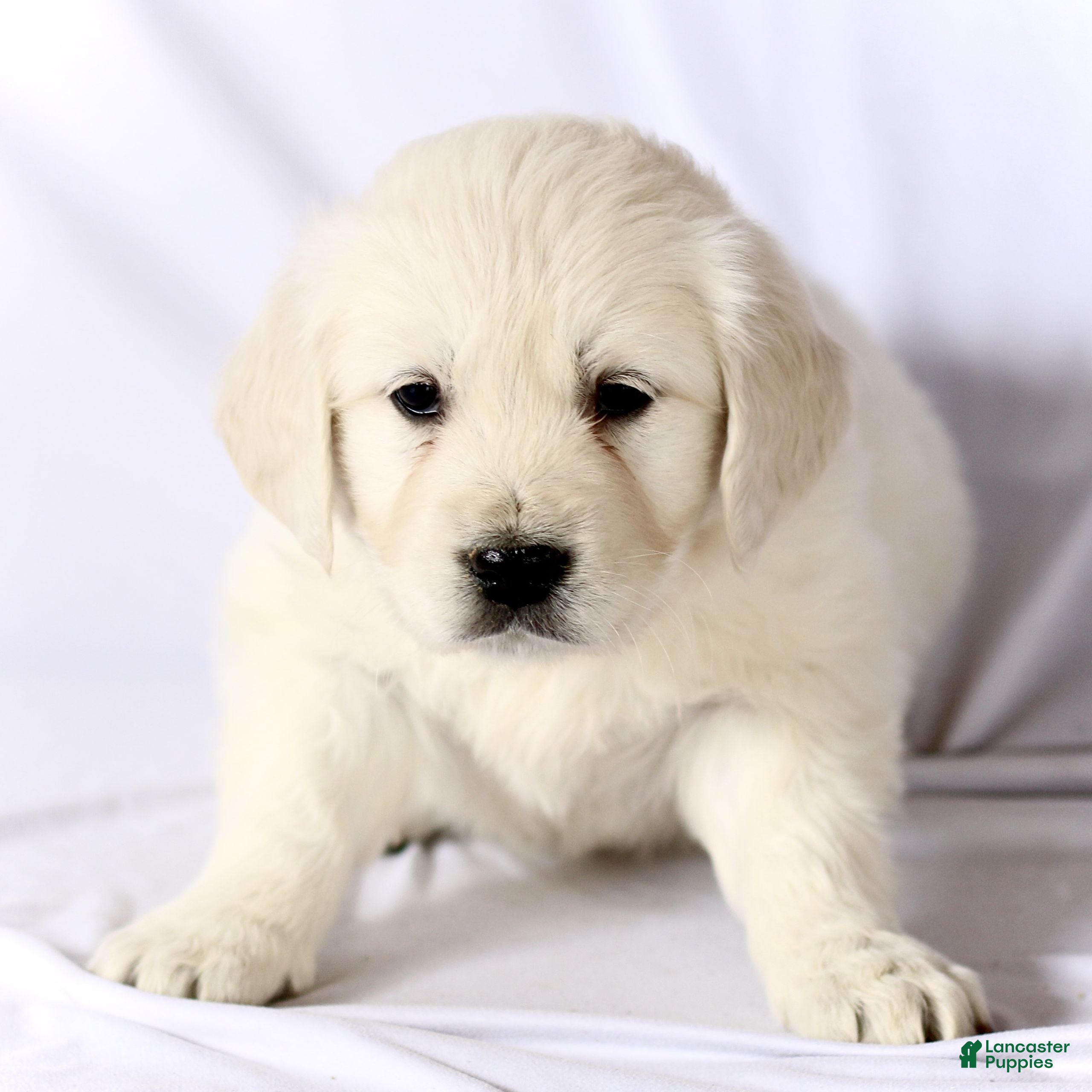 Golden Retriever dogs Sophie  - Ad 22
