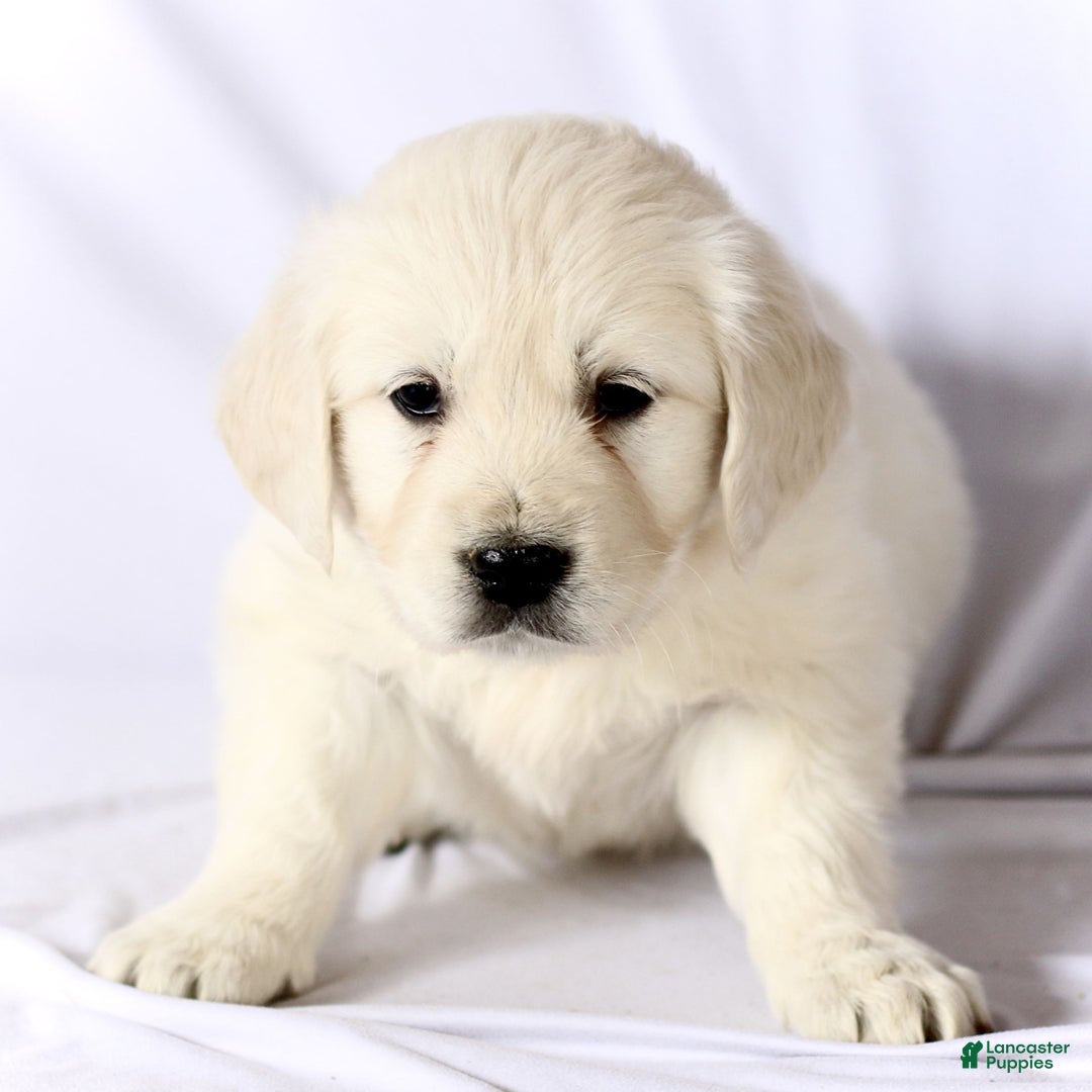 Golden Retriever dogs for sale: Sophie  - Ad 1