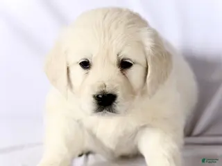 Golden Retriever dogs Sophie - Ad 11