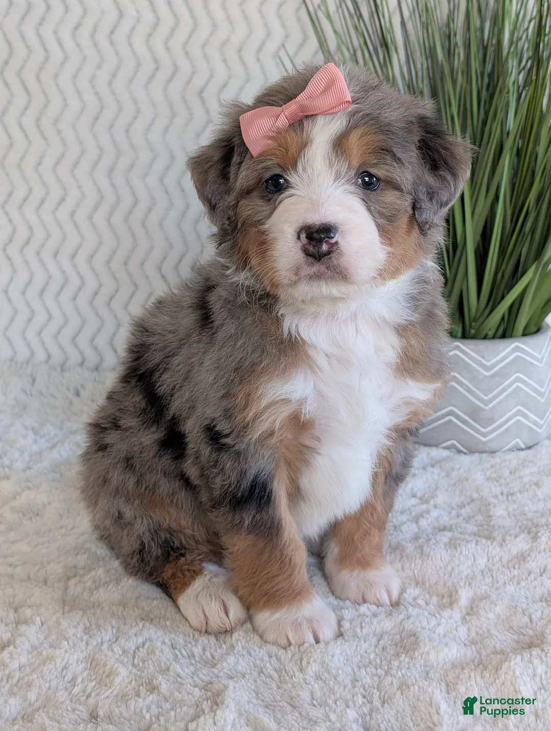 Mini Bernedoodle dogs for sale: Mini Indy  - Ad 32